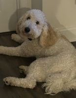 Goldendoodle Puppies for sale in Mooresville, North Carolina. price: $900