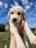 Goldendoodle Puppies for sale in Henagar, Alabama. price: $800