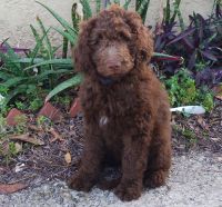 Goldendoodle Puppies for sale in Tarpon Springs, FL, USA. price: $750