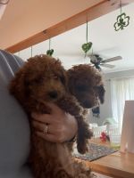 Goldendoodle Puppies for sale in Amenia, NY 12501, USA. price: $1,200