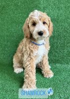 Goldendoodle Puppies for sale in Miami, Florida. price: NA