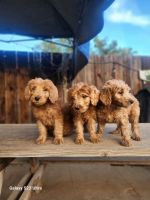 Goldendoodle Puppies for sale in Fresno, California. price: $850