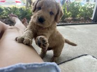 Goldendoodle Puppies for sale in St. Augustine, Florida. price: $2,500