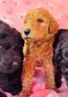 Goldendoodle Puppies for sale in Vero Beach, FL 32960, USA. price: $1,000