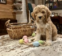 Goldendoodle Puppies for sale in Phenix City, Alabama. price: $1,800