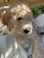 Goldendoodle Puppies for sale in Ephrata, PA 17522, USA. price: $500