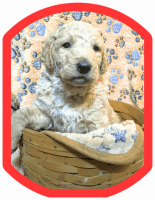 Goldendoodle Puppies for sale in Bloomington, Indiana. price: $1,000