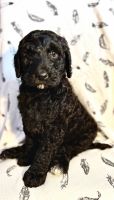 Goldendoodle Puppies for sale in Greenwood, Indiana. price: $350