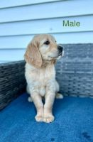 Goldendoodle Puppies for sale in Lodi, Wisconsin. price: $1,200