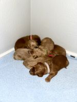 Goldendoodle Puppies for sale in Cibolo, Texas. price: $2,000