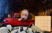 Goldendoodle Puppies for sale in Axtell, Texas. price: NA