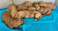 Goldendoodle Puppies for sale in Dundee, Florida. price: $2,500