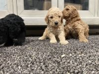 Goldendoodle Puppies for sale in 621 E D St, Ontario, CA 91764, USA. price: $790