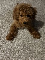 Goldendoodle Puppies for sale in Detroit, Michigan. price: $500