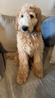 Goldendoodle Puppies for sale in Killeen, Texas. price: $800