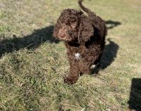 Goldendoodle Puppies for sale in Westfield, Massachusetts. price: $800