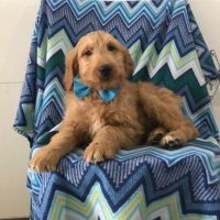 Goldendoodle Puppies for sale in Columbia St, Vancouver, BC, Canada. price: $1,500