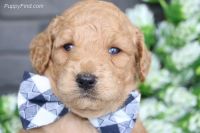Goldendoodle Puppies for sale in ON-401, Ontario, Canada. price: $650