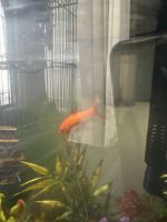 Goldfish Fishes for sale in Richmond Hill, GA 31324, USA. price: NA