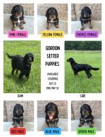 Gordon Setter Puppies for sale in Maysville, MO 64469, USA. price: NA