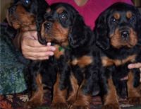 Gordon Setter Puppies Photos