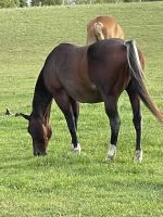 Grade Horse Horses for sale in Onaway, MI 49765, USA. price: NA
