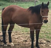 Grade Horse Horses for sale in Cortez, CO 81321, USA. price: NA