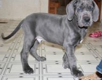 Grand Basset Griffon Vendeen Puppies for sale in Anaheim, CA, USA. price: NA