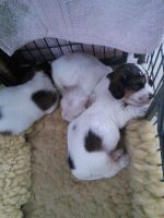Grand Basset Griffon Vendeen Puppies for sale in Atlanta, GA, USA. price: NA
