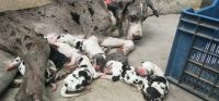Great Dane Puppies for sale in Vellore, Tamil Nadu, India. price: 15000 INR