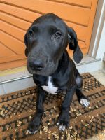 Great Dane Puppies for sale in San Antonio, TX 78232, USA. price: NA