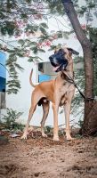 Great Dane Puppies for sale in Chirala, Andhra Pradesh, India. price: 35000 INR