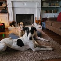 Great Dane Puppies for sale in Greenville, TX, USA. price: NA
