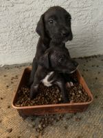 Great Dane Puppies for sale in Fellsmere, FL, USA. price: NA