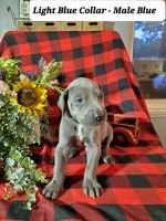 Great Dane Puppies for sale in Cincinnati, OH, USA. price: NA