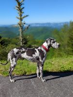 Great Dane Puppies for sale in Hendersonville, NC, USA. price: NA