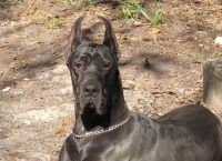 Great Dane Puppies for sale in ST AUG BEACH, FL 32084, USA. price: NA