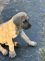 Great Dane Puppies for sale in Fayetteville, TN 37334, USA. price: NA