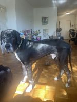 Great Dane Puppies for sale in 5500 5th St NW, Washington, DC 20011, USA. price: NA