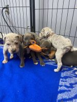 Great Dane Puppies for sale in Robinson, IL 62454, USA. price: NA