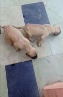 Great Dane Puppies for sale in Poompozhil Nagar, Avadi, Tamil Nadu 600062, India. price: 18000 INR