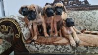 Great Dane Puppies for sale in Sion, Mumbai, Maharashtra, India. price: 65000 INR