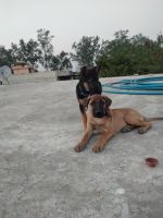 Great Dane Puppies for sale in Rajasthan 323601, India. price: 15000 INR