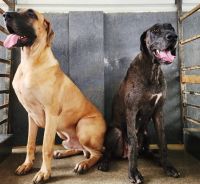 Great Dane Puppies for sale in Coimbatore, Tamil Nadu, India. price: 23000 INR