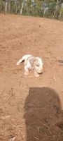 Great Dane Puppies for sale in Gudemaranahalli, Karnataka 562127, India. price: 10 INR
