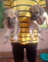 Great Dane Puppies for sale in Poompozhil Nagar, Avadi, Tamil Nadu 600062, India. price: 12000 INR