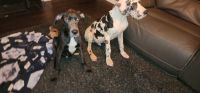 Great Dane Puppies for sale in Plainfield, IN, USA. price: NA