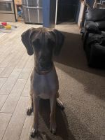 Great Dane Puppies for sale in Inver Grove Heights, MN, USA. price: NA