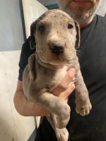Great Dane Puppies for sale in Rossville, GA 30741, USA. price: $800