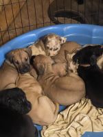 Great Dane Puppies for sale in Eldred, NY 12732, USA. price: NA